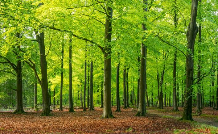 FAO Calls for Forests to Be Integrated Into Agrifood Systems 1 A forest full of trees