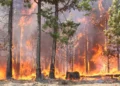 Forest Fire