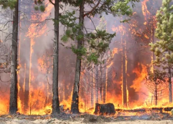 Wildfires, Heatwaves Threaten Global Air Quality Gains – WMO 2 Forest Fire