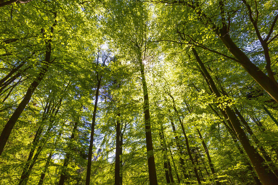 FAO Calls for Forests to Be Integrated Into Agrifood Systems 3 Forest