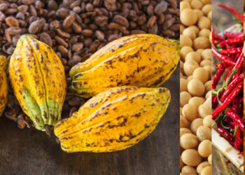 Ghana's Agro-Export product
