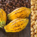 Ghana's Agro-Export Push Faces a Processing Gap 12 Ghana's Agro-Export product