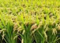 A Rice Farms Ready for  Harvest