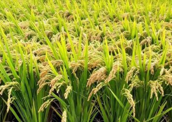 A Rice Farms Ready for  Harvest
