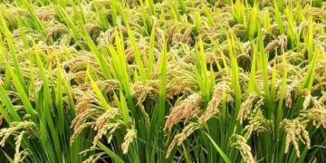 A Rice Farms Ready for  Harvest