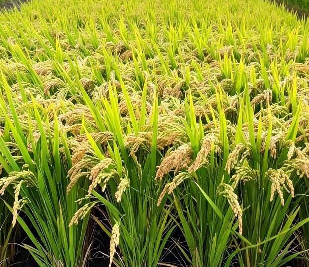 Spring Agro Industries Support Made-in-Ghana Rice to Save Local Industry 1 A Rice Farms Ready for Harvest