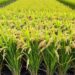 Spring Agro Industries Support Made-in-Ghana Rice to Save Local Industry 14 A Rice Farms Ready for Harvest
