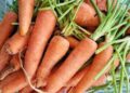 Asante Mampong Carrot Farmers Laments Over the Imports of Moroccan Carrots 9 Locally Grown Ghanaian Carrots