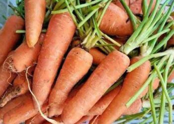 Asante Mampong Carrot Farmers Laments Over the Imports of Moroccan Carrots 2 Locally Grown Ghanaian Carrots