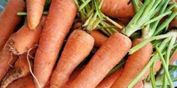 Locally Grown Ghanaian Carrots