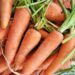 Locally Grown Ghanaian Carrots