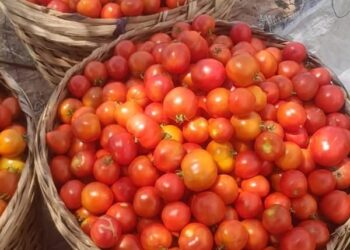 Deputy Agric Minister Says Tomato Prices to Drop Sharply in Coming Weeks 3 Freshly Harvested Made-In-Ghana Tomatoes in Baskets Ready for the Markets