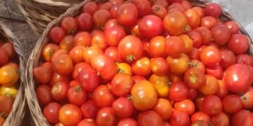 Freshly Harvested Made-In-Ghana Tomatoes in Baskets Ready for the Markets