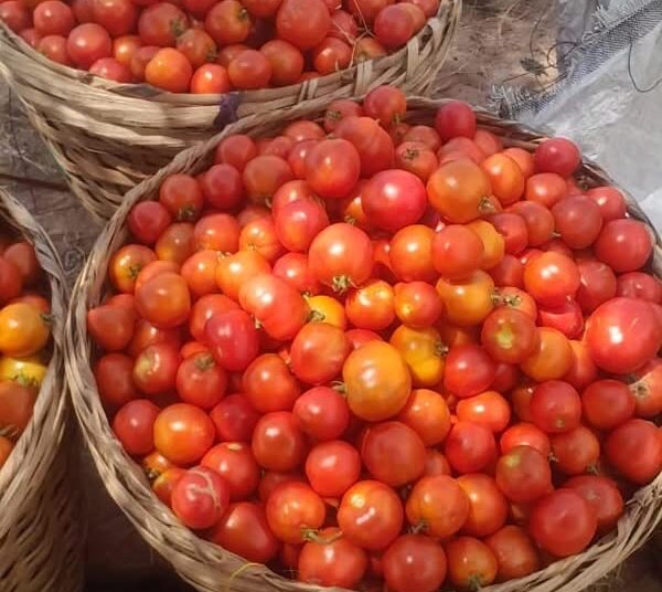Freshly Harvested Made-In-Ghana Tomatoes in Baskets Ready for the Markets