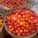 Anloga-Avume Tomato Farmers Appeal for Urgent Buyers as Tonnes Rot in Volta 14 Freshly Harvested Made-In-Ghana Tomatoes in Baskets Ready for the Markets