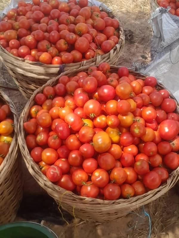 Freshly Harvested Made-In-Ghana Tomatoes in Baskets Ready for the Markets