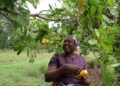 A Farmer Harvesting Ripe Cashew Apples on her Farm, Turning What was Once Waste into a Source Income.