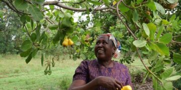 A Farmer Harvesting Ripe Cashew Apples on her Farm, Turning What was Once Waste into a Source Income.