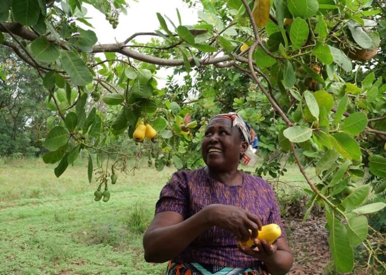 2 Million Tons of Cashew Apples Waste Yearly – GIZ Ghana 1 A Farmer Harvesting Ripe Cashew Apples on her Farm, Turning What was Once Waste into a Source Income.