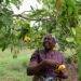 2 Million Tons of Cashew Apples Waste Yearly – GIZ Ghana 13 A Farmer Harvesting Ripe Cashew Apples on her Farm, Turning What was Once Waste into a Source Income.