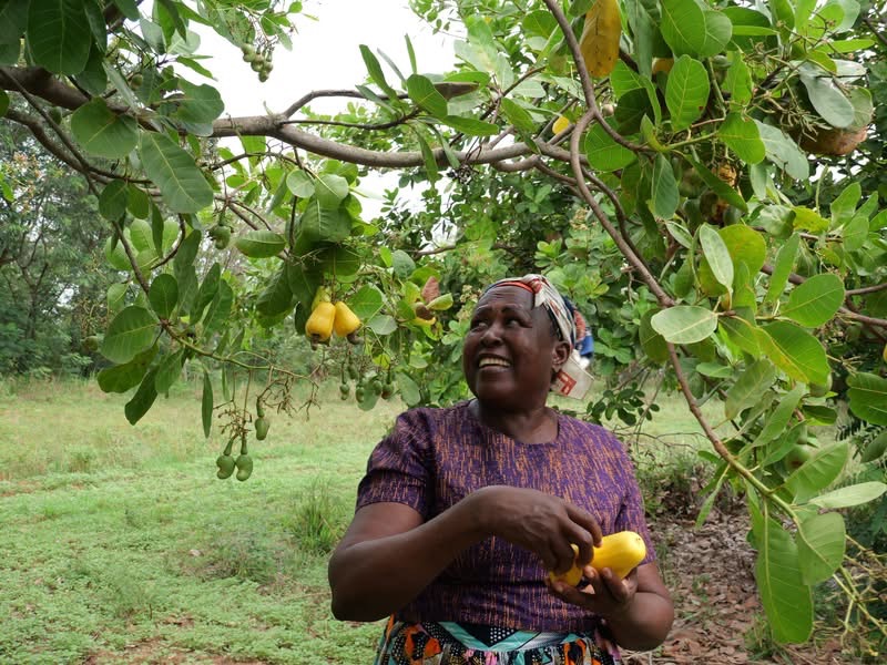 A Farmer Harvesting Ripe Cashew Apples on her Farm, Turning What was Once Waste into a Source Income.