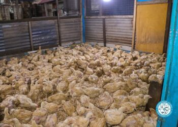 Nkoko Nkitinkiti Initiative Delivers 11,000 Birds to Krowor Beneficiaries 5 11,000 Birds and Counting Delivers for Krowor