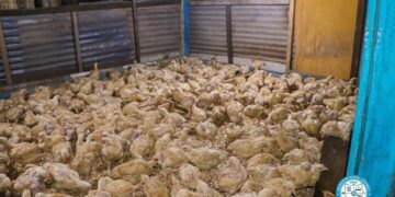 11,000 Birds and Counting Delivers for Krowor