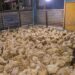 Nkoko Nkitinkiti Initiative Delivers 11,000 Birds to Krowor Beneficiaries 14 11,000 Birds and Counting Delivers for Krowor