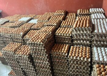 Ghana Exports Surplus Eggs to Burkina Faso 5 Made-In- Ghana Eggs