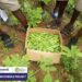 School Gardens Harvest Gains for Education and Sustainability 16 The Green School Project by the Savana Signatures