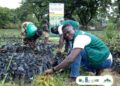 Green for Change Advances Shea Landscape Restoration 9 Green Ghana Change with some locals in the Upper West Region and the Savannah Region Restoring Shea Landscape
