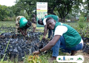 Green for Change Advances Shea Landscape Restoration 4 Green Ghana Change with some locals in the Upper West Region and the Savannah Region Restoring Shea Landscape