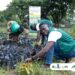 Green Ghana Change with some locals in the Upper West Region and the Savannah Region Restoring Shea Landscape