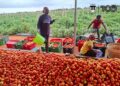 The Harvest Season of Achimota School Farm Project
