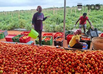 The Harvest Season of Achimota School Farm Project