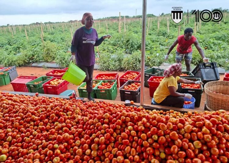 Achimota Farm Continues AchiMatoes Harvest 1 The Harvest Season of Achimota School Farm Project