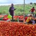Achimota Farm Continues AchiMatoes Harvest 15 The Harvest Season of Achimota School Farm Project