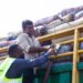 TCDA Warns Shea Companies Over Regulatory Breaches 13 TCDA Ensuring Proper Regulations During an Inspection Exercise