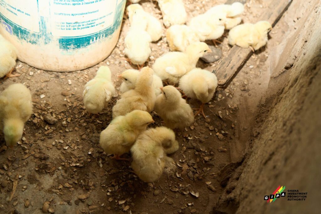 GIPA Maps Poultry Investment Opportunities in Upper West 3 IMG 6317