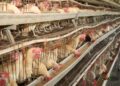 Lamdi Farms Poultry