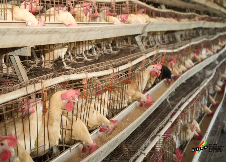 GIPA Maps Poultry Investment Opportunities in Upper West 1 Lamdi Farms Poultry