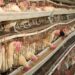 GIPA Maps Poultry Investment Opportunities in Upper West 12 Lamdi Farms Poultry