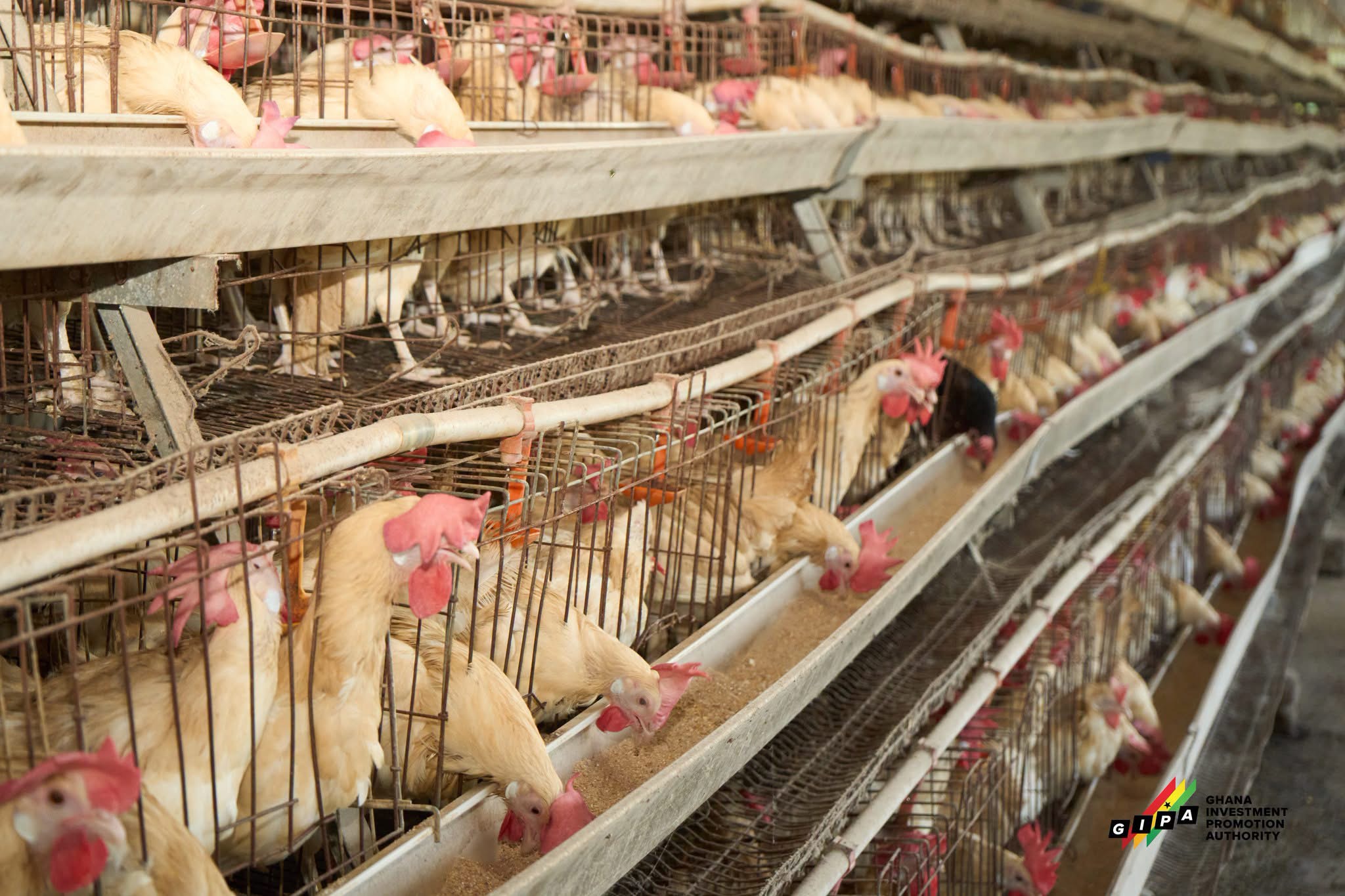 Lamdi Farms Poultry