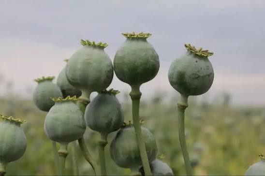 capsules of the Opium Poppy 1