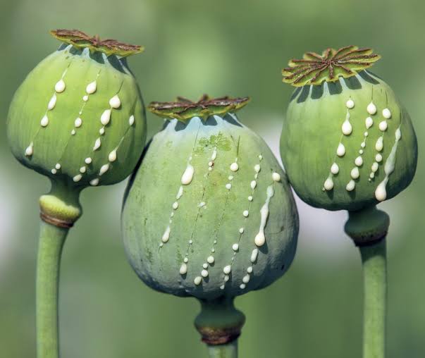 capsules of the Opium Poppy 2