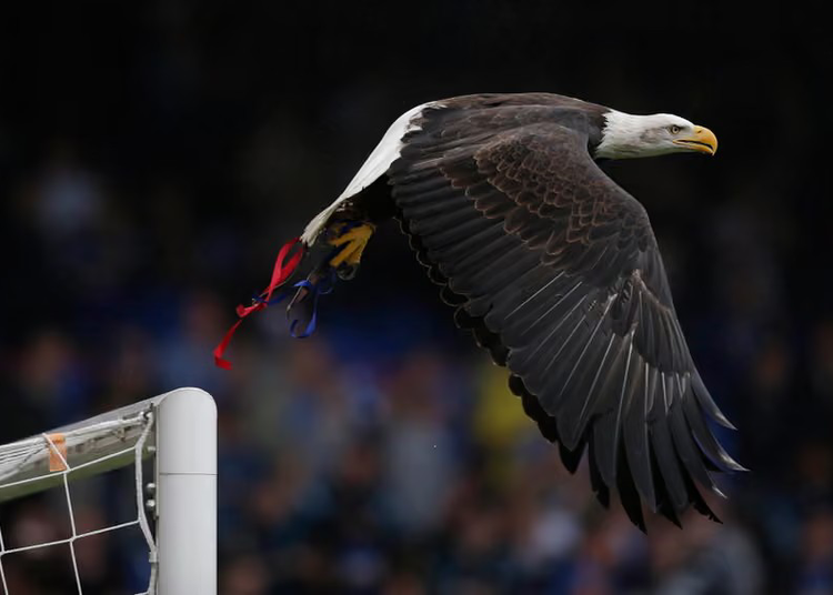 PETA Raises Fresh Concerns Over Crystal Palace’s Eagle Mascot 1 image 302
