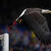 PETA Raises Fresh Concerns Over Crystal Palace’s Eagle Mascot 15 image 302