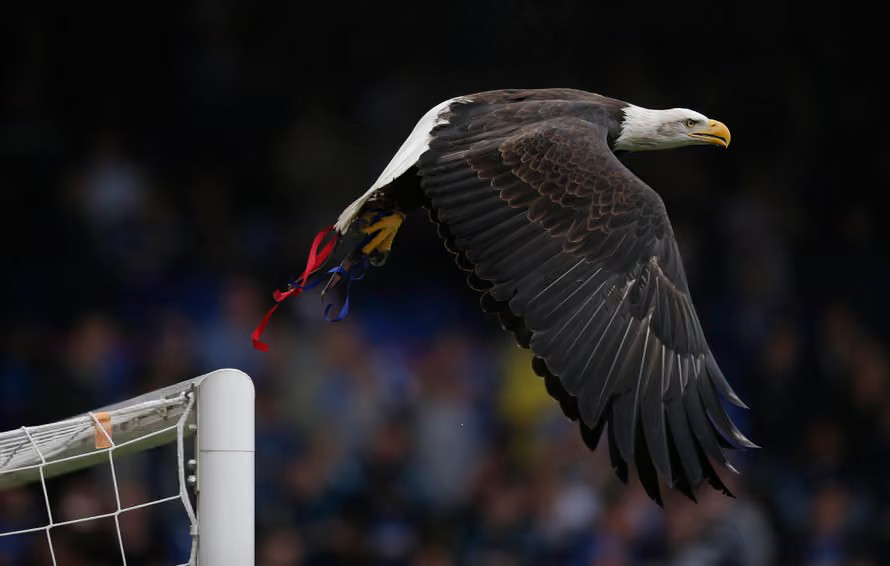 PETA Raises Fresh Concerns Over Crystal Palace’s Eagle Mascot 3 image 302