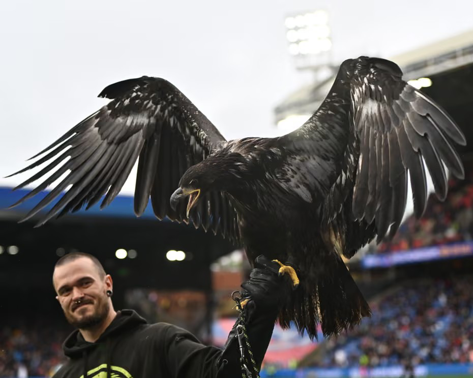 PETA Raises Fresh Concerns Over Crystal Palace’s Eagle Mascot 9 image 303
