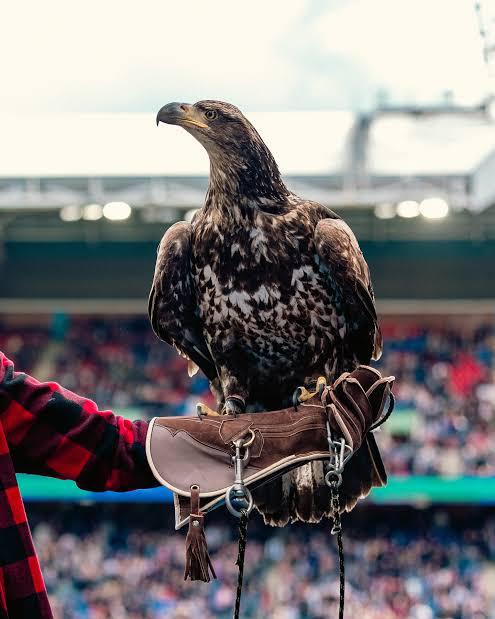 PETA Raises Fresh Concerns Over Crystal Palace’s Eagle Mascot 2 image 304
